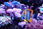 Beautiful underwater world pictures desktop wallpaper