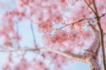 Pink cherry blossom aesthetic wallpaper