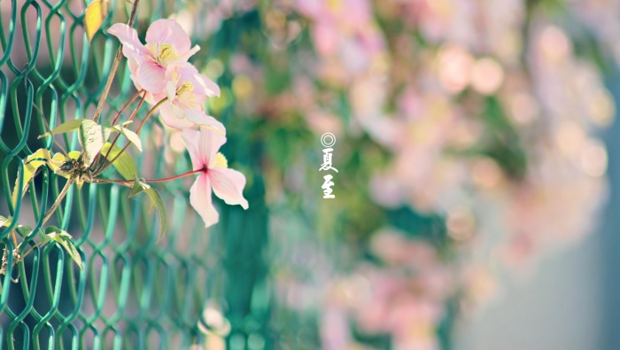 Summer Solstice Computer Desktop Wallpaper Pictures