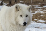 Ferocious arctic wolf pictures