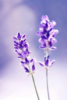 薰衣草高清壁紙