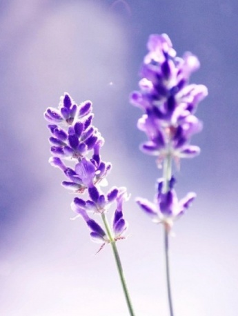 薰衣草高清壁纸