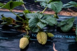 Fresh strawberry pictures desktop wallpaper