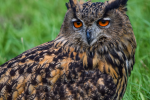 great horned owl pictures