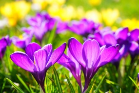 HD crocus picture desktop wallpaper