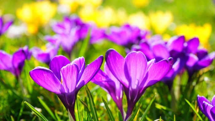 HD crocus picture desktop wallpaper