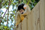 Squirrel monkey pictures