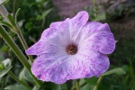HD Petunia Pictures Desktop Wallpaper