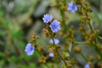 HD wild chicory pictures desktop wallpaper