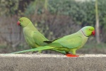 Cute red-collared green parrot pictures