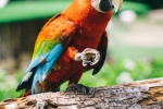 Colorful macaw pictures