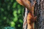 Cute little squirrel pictures