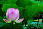 Lotus flowers in lotus pond pictures desktop wallpaper.