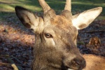 Cute red deer pictures
