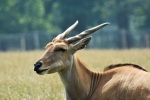 Pictures of big forest antelope