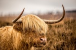 Long haired Scottish cow pictures