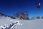 Solar term Xiaohan snow scene picture desktop wallpaper