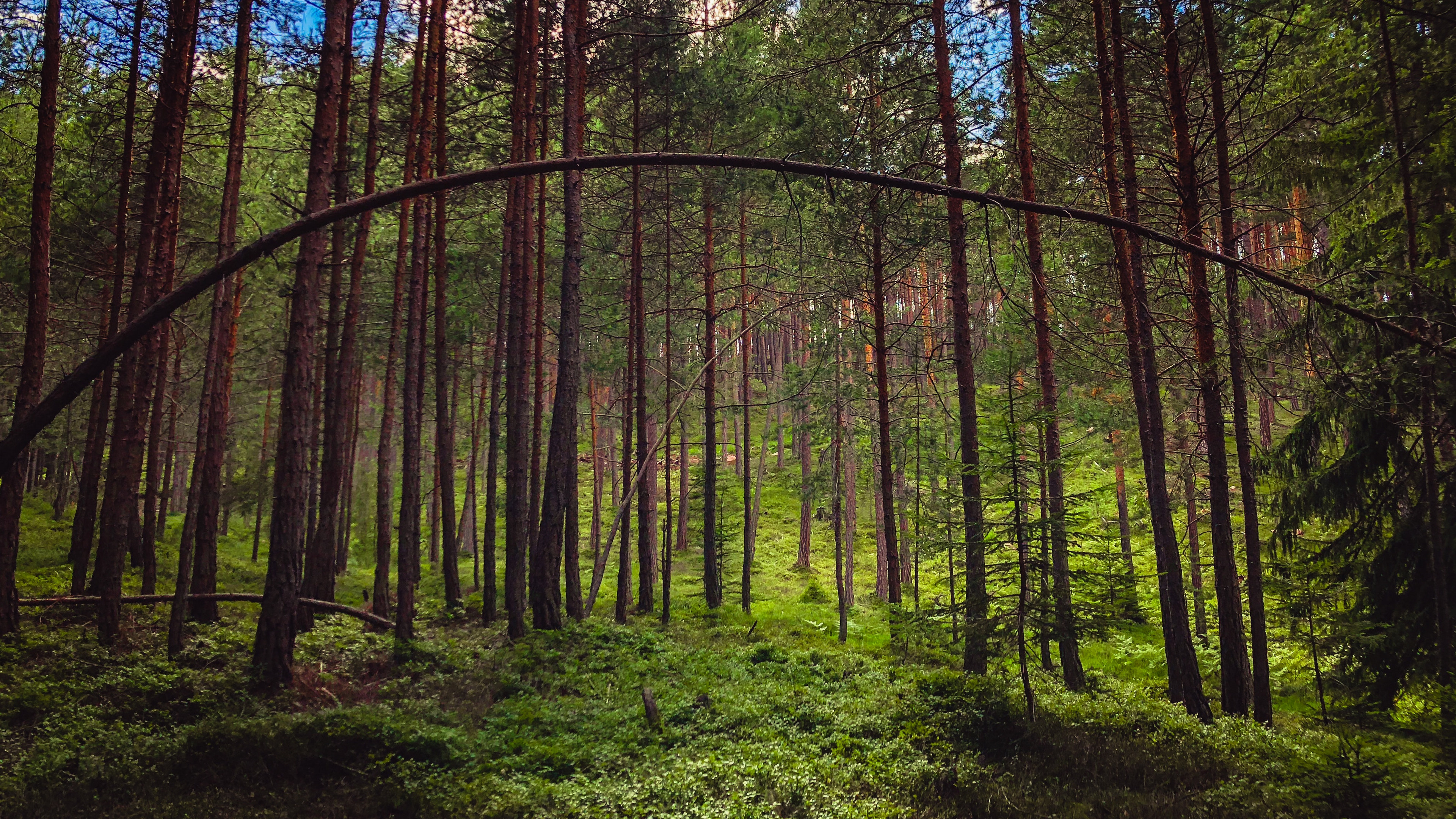 静谧优美的森林风景图片壁纸