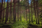 Quiet and beautiful forest scenery pictures wallpaper