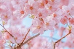 Pink cherry blossom aesthetic wallpaper