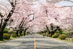 HD cherry blossom photography pictures desktop wallpaper