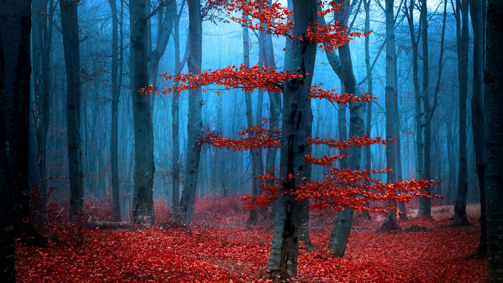 红叶满地的秋天树林图片壁纸
