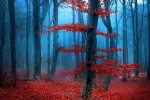 Autumn forest full of red leaves picture wallpaper