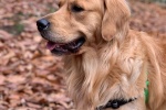 Golden Retriever Pictures