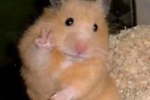 Pictures of avatars of small animals that are sand sculptures but very healing.