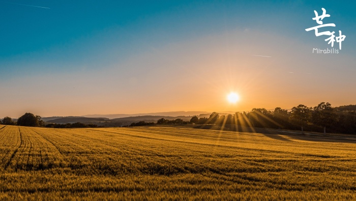 芒种节气高清桌面壁纸图片
