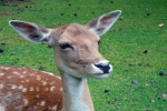 Cute red deer pictures