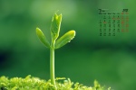 Eye-protecting green plants HD desktop calendar wallpaper for March 2022