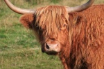 Long haired Scottish cow pictures