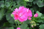 Pink geranium pictures