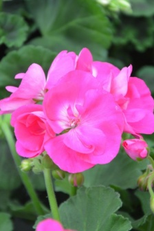 Pink geranium pictures