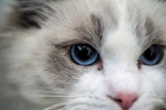 Ragdoll cat pictures Brador cat pictures