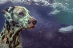 Dalmatian dog pictures