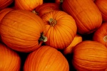 Pumpkin material picture desktop wallpaper