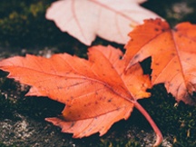 秋天的枫叶（三）