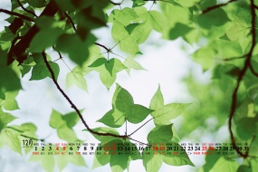 December 2021 HD Eye Protection Calendar Wallpaper