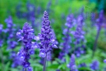 January 2022 Lavender Calendar Wallpaper