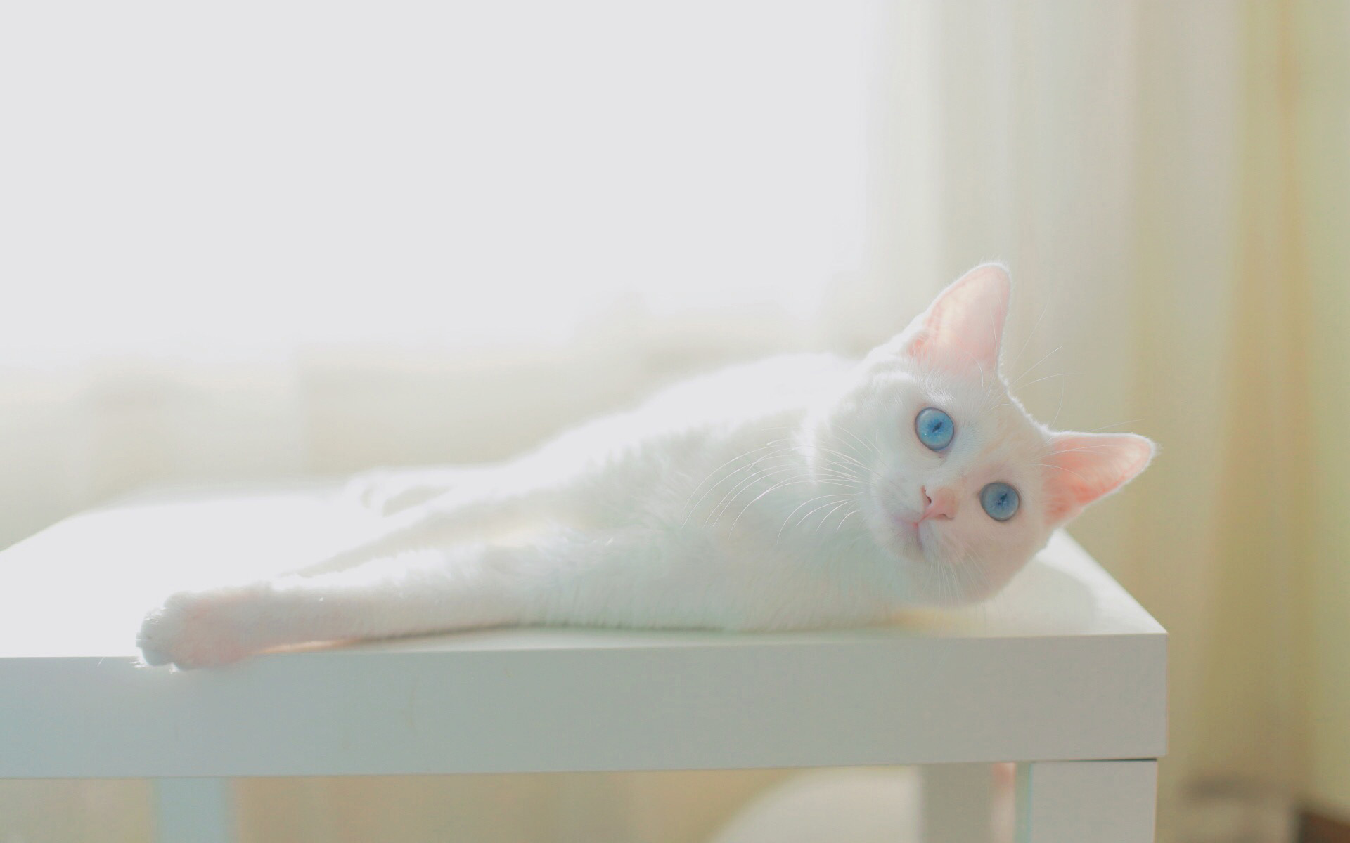 白色小猫咪桌面壁纸图片