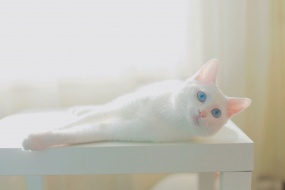 White kitten desktop wallpaper picture