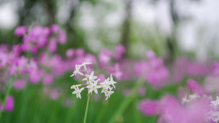 淡雅小清新花朵摄影图片桌面壁纸