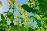 Pictures of rape flowers under blue sky