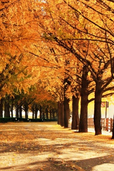 Beautiful ginkgo tree mobile wallpaper picture