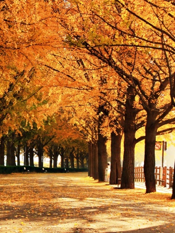 唯美銀杏樹手機壁紙圖片