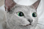 Russian blue cat pictures