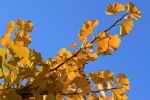 Beautiful ginkgo leaves pictures desktop wallpaper