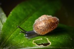 HD snail pictures